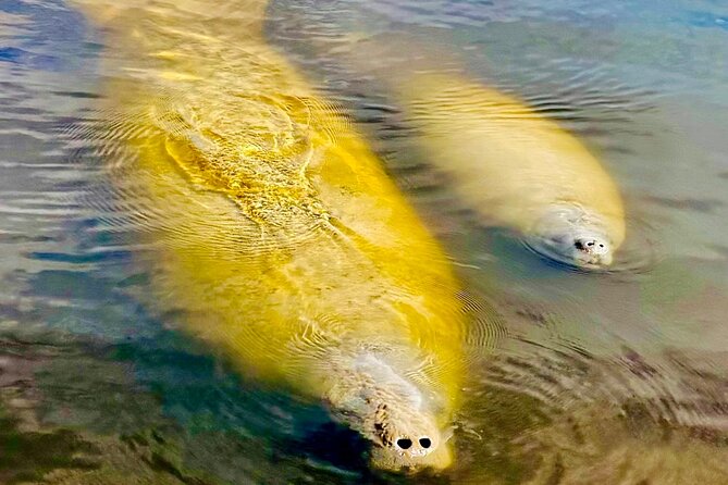 Manatee, Dolphin and 10,000 Islands Sunset Cruise! - The 45-minute ride through the Everglades