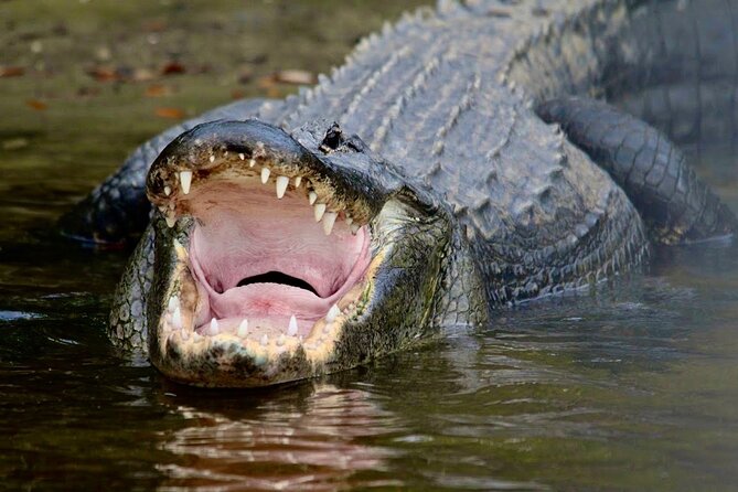 Manatee, Dolphin and 10,000 Islands Sunset Cruise! - What $129.99 buys you