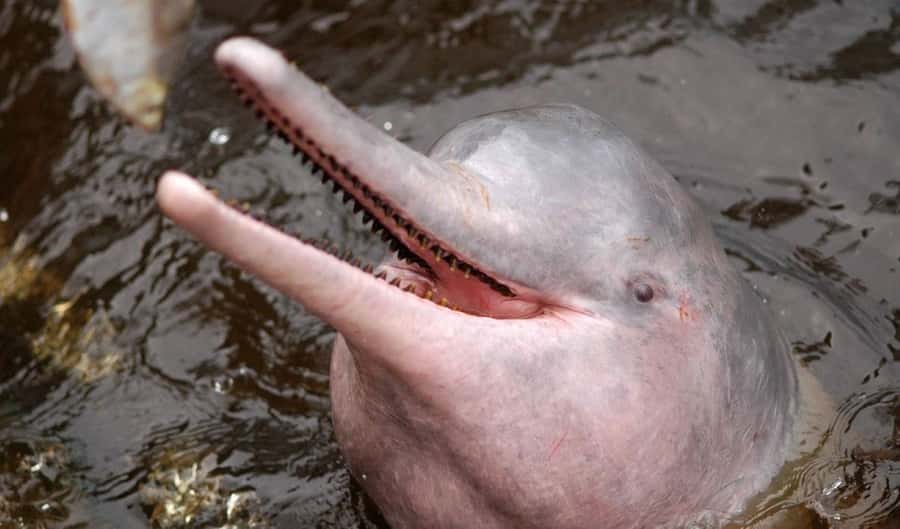 Manaus: Meeting of the Waters & Pink Dolphin Tour with Lunch - Key points at a glance
