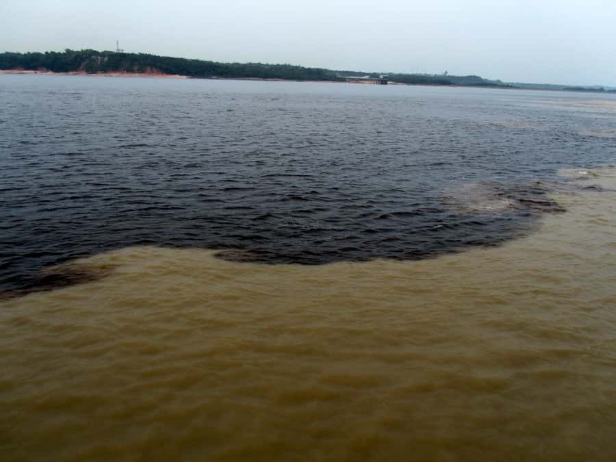 Manaus: Meeting of the Waters & Pink Dolphin Tour with Lunch - Crossing the Black River to the Meeting of the Waters