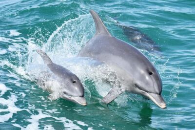 Mandurah: Dolphin and Views Cruise