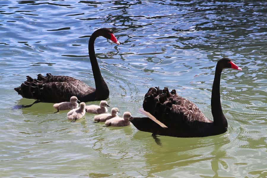 Mandurah: Dolphin and Views Cruise - A good short cruise for families
