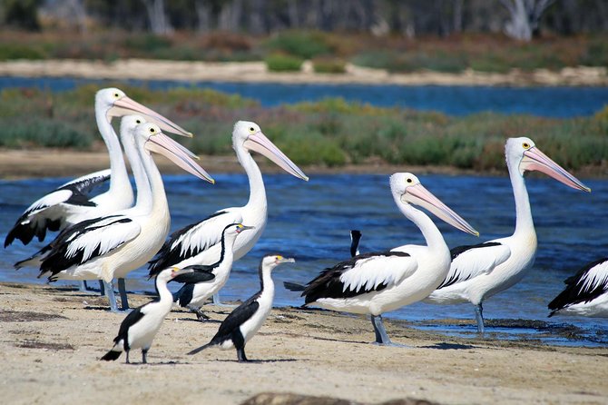 Mandurah Dolphin Cruise and Views - Price and what you get for $31.56