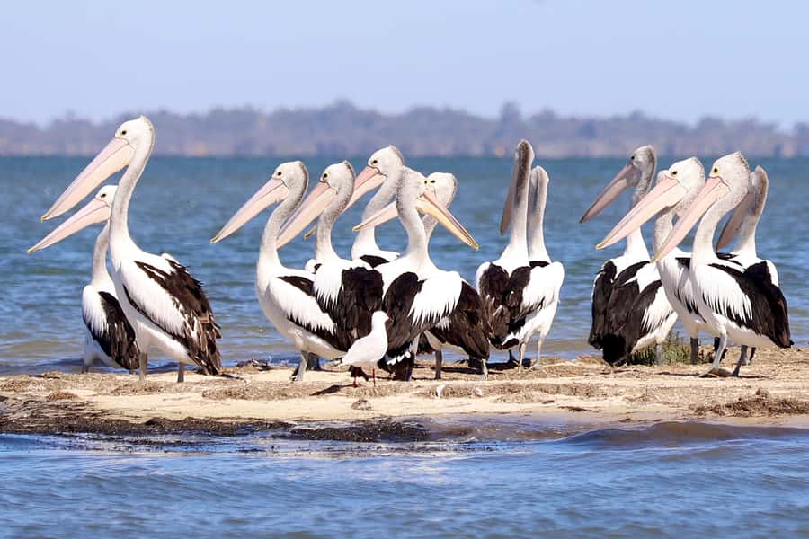 Mandurah: Dolphin & Giant Sightseeing Cruise - Wetlands, pelicans, and open water