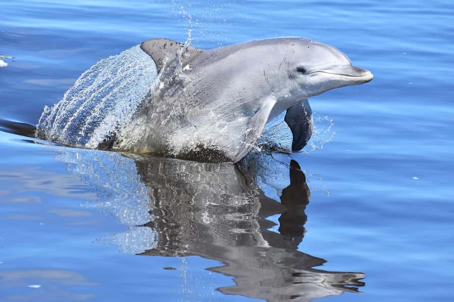 Mandurah: Dolphin & Giant Sightseeing Cruise - Mandurah’s canals and waterfront homes