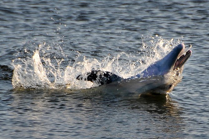 Mangrove Tunnels, Dolphins, Manatee Tour #1 Rated in Cocoa Beach - Key points to know before booking