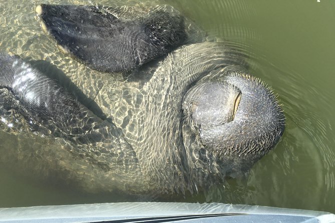 Mangrove Tunnels, Dolphins, Manatee Tour #1 Rated in Cocoa Beach - Is $59 a fair price?