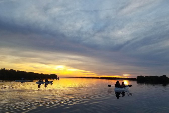 Mangrove Tunnels, Dolphins, Manatee Tour #1 Rated in Cocoa Beach - Dolphins, manatees, birds, and smaller creatures