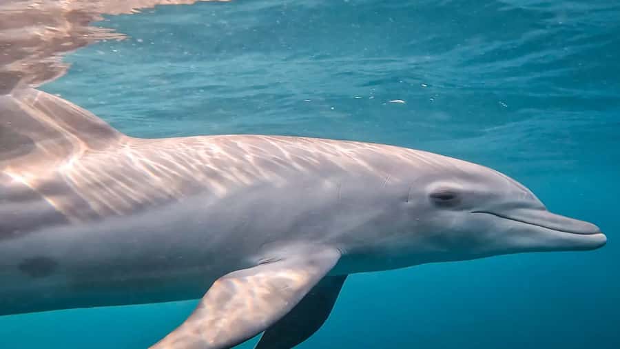 Maputo: Dolphin Swim Tour in Ponta do Ouro - Key points to know before booking