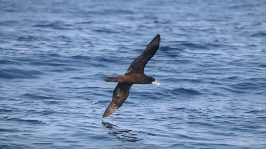 Maputo: Dolphin Swim Tour in Ponta do Ouro - Snorkeling gear and waterproof photos