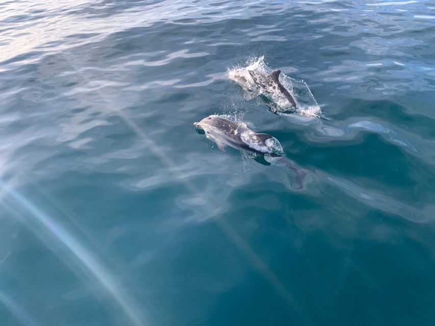 Marbella: Sailing & Dolphin Watching with Snacks and Drinks - Value at $71 per person