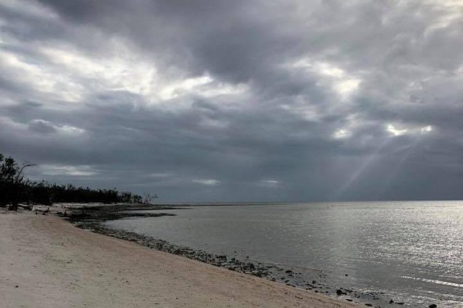 Marco Island: 2-Hour Dolphin, Birding, and Shelling Tour - Reading the birdlife around Marco Island