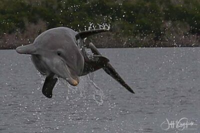 Marco Island: 2-Hour Dolphin, Birding, and Shelling Tour