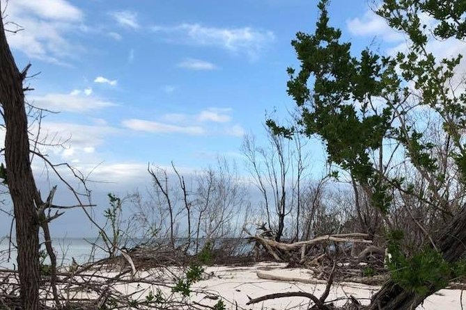 Marco Island: 2-Hour Dolphin, Birding, and Shelling Tour - The barrier island shelling stop