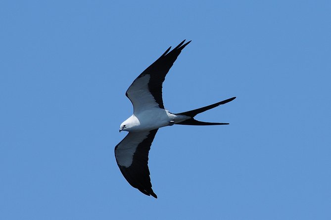 Marco Island: 2-Hour Dolphin, Birding, and Shelling Tour - The value of a $650 private boat