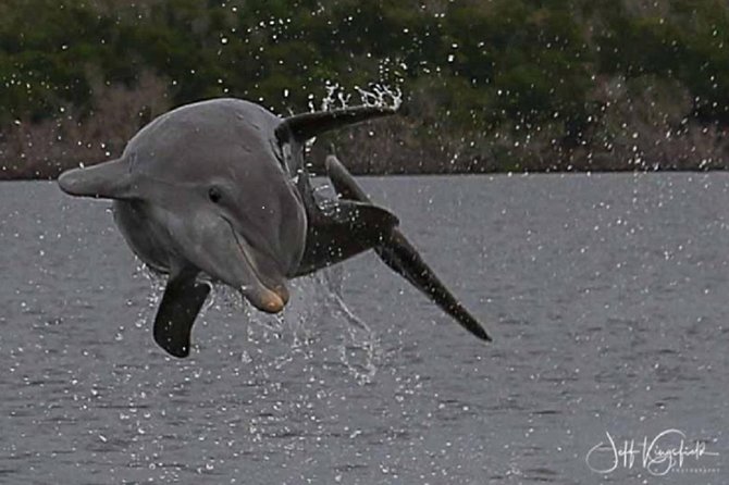 Marco Island: 2-Hour Dolphin, Birding, and Shelling Tour - How the dolphin search works