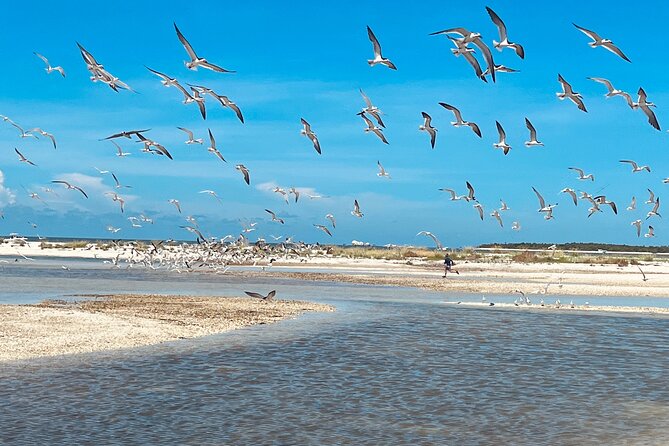 Marco Island and 10,000 Islands Sightseeing with Dolphin Tour - Price and value at $99 per person