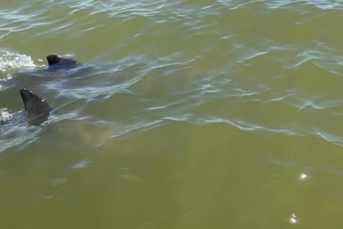 Marco Island Dolphin & Eco Tour – Private 2 Hour Wildlife Cruise - The barrier-island beach stop