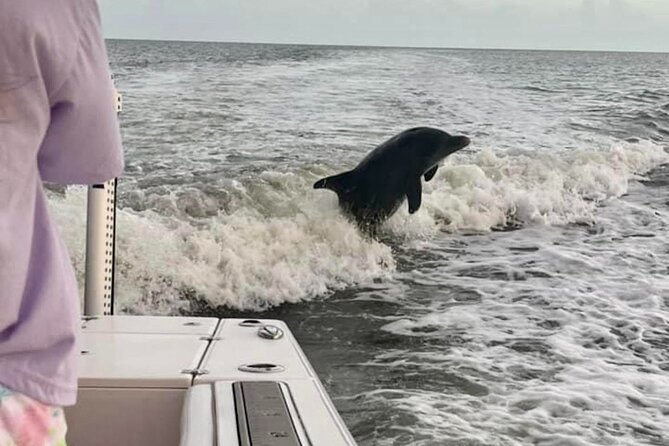 Marco Island Dolphin & Eco Tour – Private 2 Hour Wildlife Cruise - What the $400 price really buys