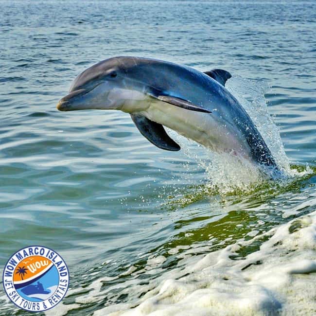Marco Island: Dolphin Jet Ski Tour - Key points to know before you book