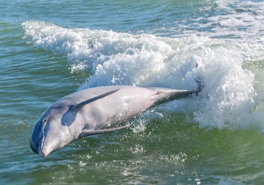Marco Island: Dolphin, Shelling, Beach & Ten Thousand Island - Key points to know before you book