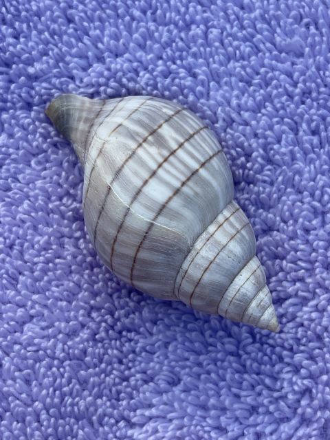 Marco Island: Dolphin, Shelling, Beach & Ten Thousand Island - Along the Cape Romano island coast