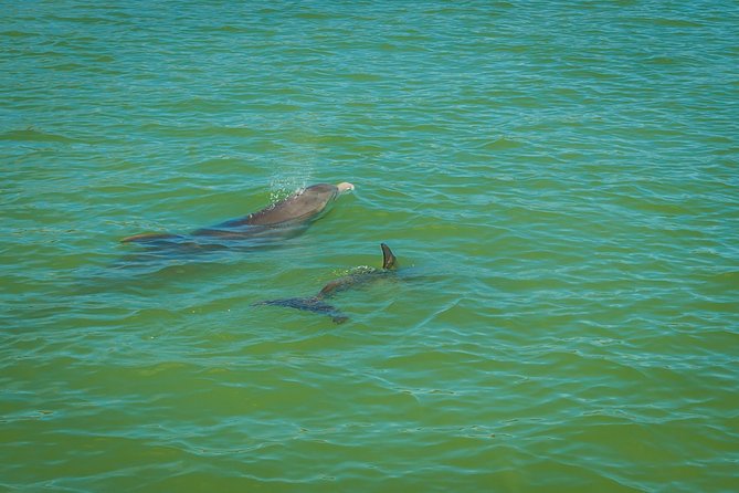 Marco Island Dolphin Sightseeing Tour - A living classroom in the Ten Thousand Islands