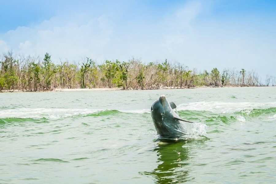 Marco Island: Dolphin-Watching Boat Tour - Key points to know before you go