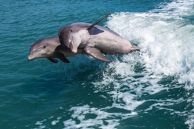 Marco Island Dolphin Watching & Tubing Adventure - Watching for dolphins in the mangrove channels