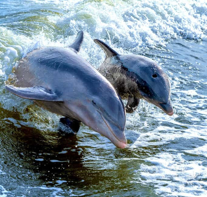 Marco Island: Private Shelling & Dolphin Excursion - Weather, wildlife, and the flexible cancellation rule