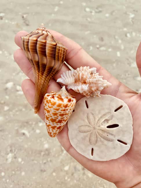 Marco Island: Private Shelling & Dolphin Excursion - A private way into the 10,000 Islands