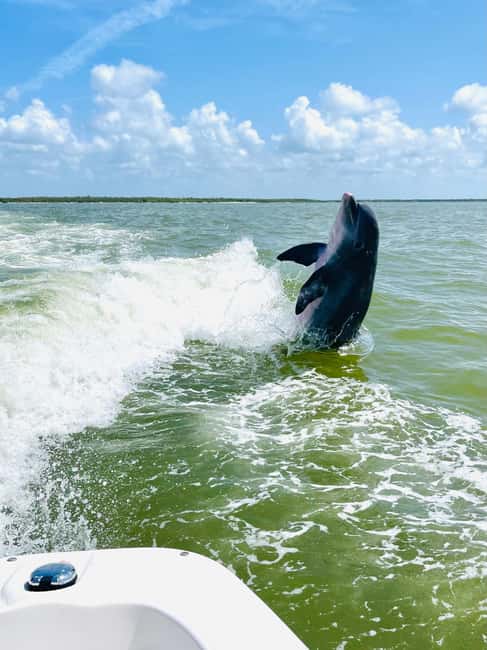 Marco Island: Private Shelling & Dolphin Excursion - Captains who make a difference