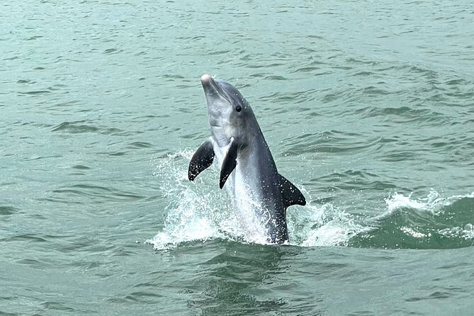 Marco Island Private Tubing, Dolphin Watching and Shelling Tour - Dolphins, manatees, and the value of a small boat