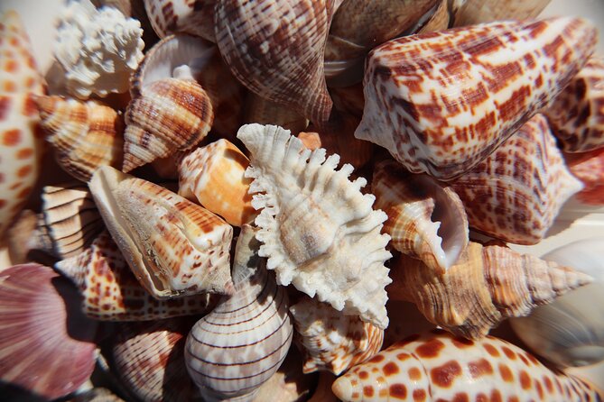 Marco Island Private Tubing, Dolphin Watching and Shelling Tour - Tubing in calm, shallow water