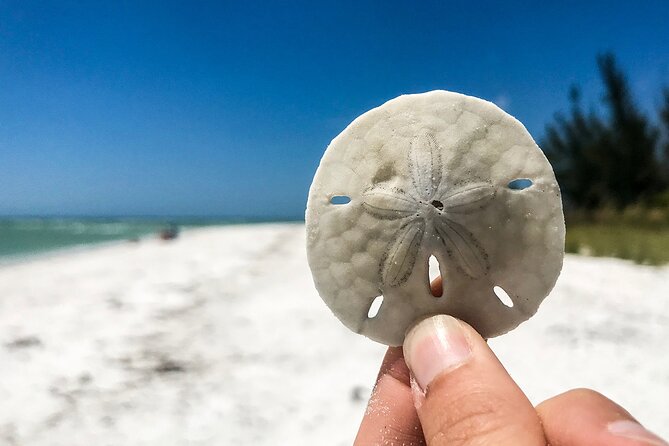 Marco Island Private Tubing, Dolphin Watching and Shelling Tour - Why the private format matters for families