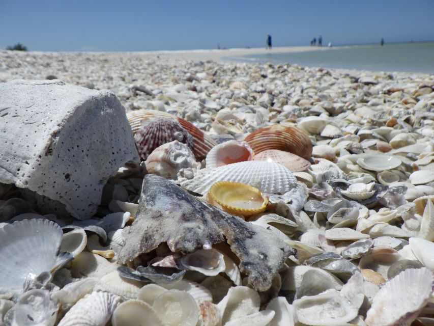 Marco Island: Ten Thousand Islands Shelling & Dolphin Tour - Key points to know before you book