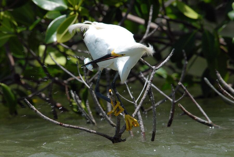 Marco Island: Ten Thousand Islands Shelling & Dolphin Tour - Timing, weather, and comfort