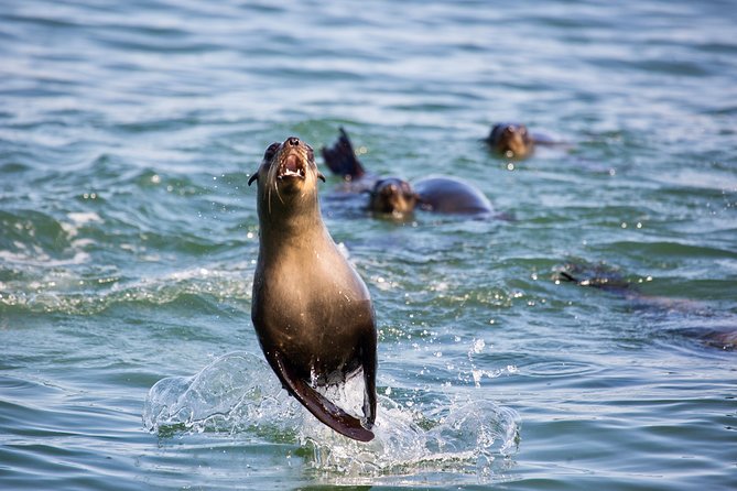 Marine Dolphin Seal Cruise - Comfort matters more than the boat’s age