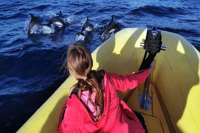 Marine Safari Dolphins in their natural habitat - Key points to know before booking