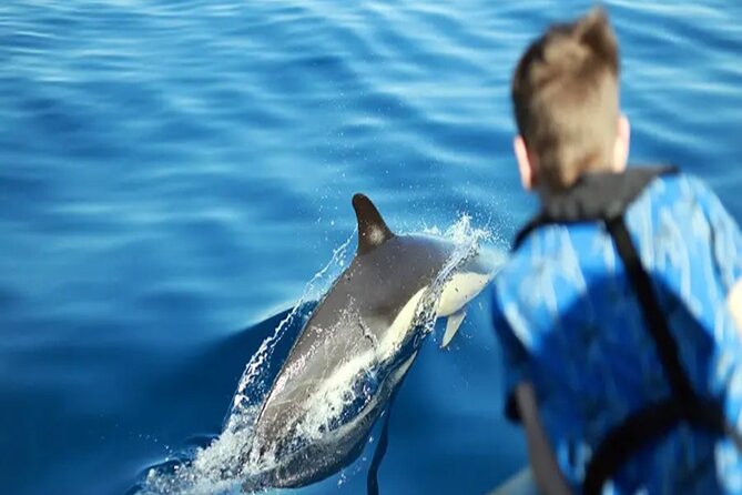 Marine Safari Dolphins in their natural habitat - A small boat and a real ocean search