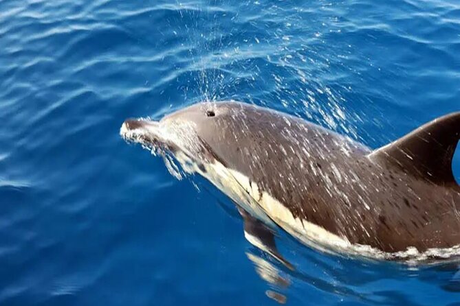 Marine Safari Dolphins in their natural habitat - The Papagayo Beach swim stop
