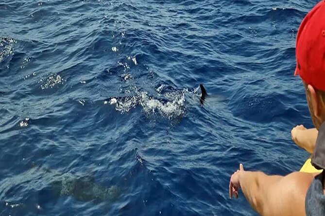 Marine Safari Dolphins in their natural habitat - What to bring and how to prepare