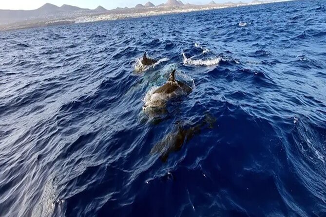 Marine Safari Dolphins in their natural habitat - Who will enjoy this marine safari most