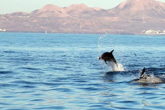 Marine Safari Dolphins in their natural habitat - Watching dolphins, turtles, and seabirds