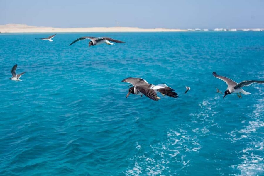 Marsa Alam: Dolphin House Adventure at Shaab Samadai Reef - From Marsa Alam hotel pickup to the Red Sea