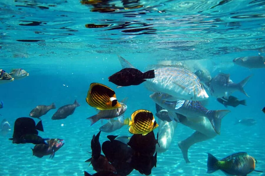 Marsa Alam: Dolphin House Adventure at Shaab Samadai Reef - A boat day with lunch and time to rest