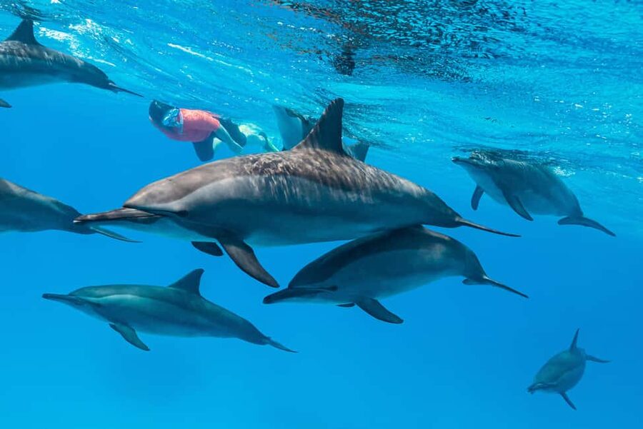 Marsa Alam: Dolphin House Adventure at Shaab Samadai Reef - The strongest parts of the experience
