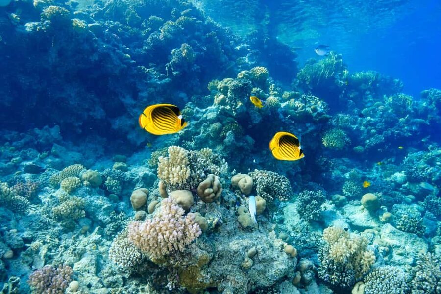 Marsa Alam: Dolphin House Adventure at Shaab Samadai Reef - Should you book Shaab Samadai Dolphin House?