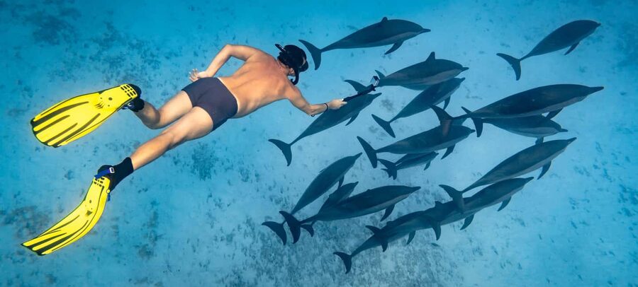 Marsa Alam:Sataya Reefs Dolphin Snorkeling Cruise with Lunch - Why Sataya Reef is worth the long trip