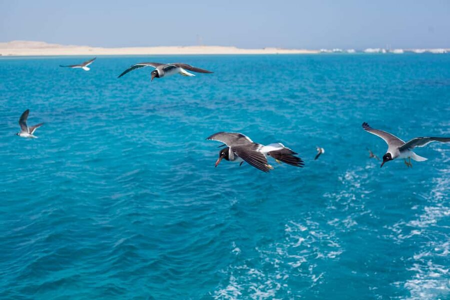 Marsa Alam:Sataya Reefs Dolphin Snorkeling Cruise with Lunch - Your first look at Sataya Lagoon